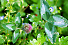 photo du trèfle des prés, Trifolium pratense